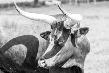  从互联网泡沫到加密货币：资深分析师称牛市尚未结束 